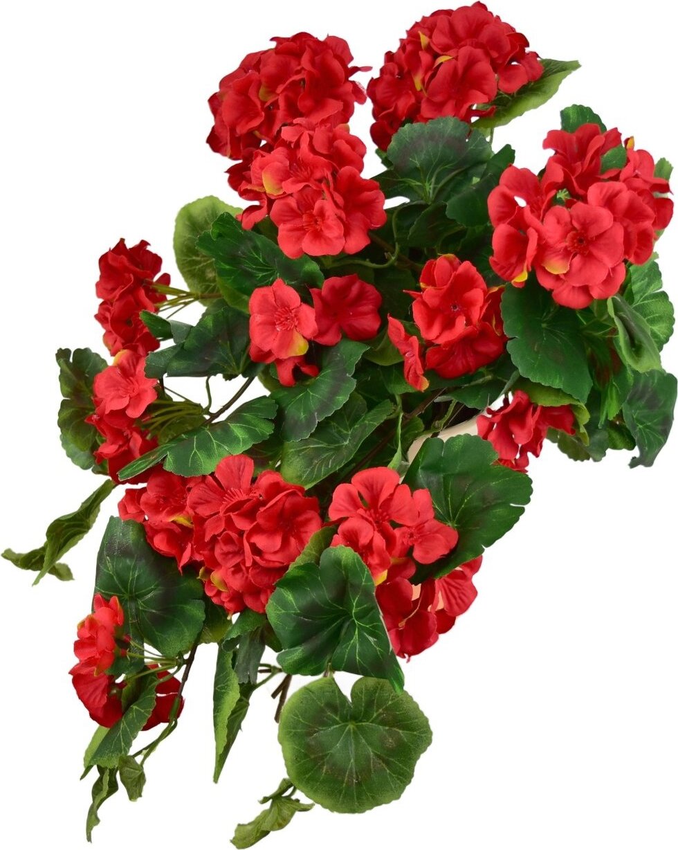 BerryHome Muškát previsnutý červený v keramickom kvetináči 50 × 35 cm