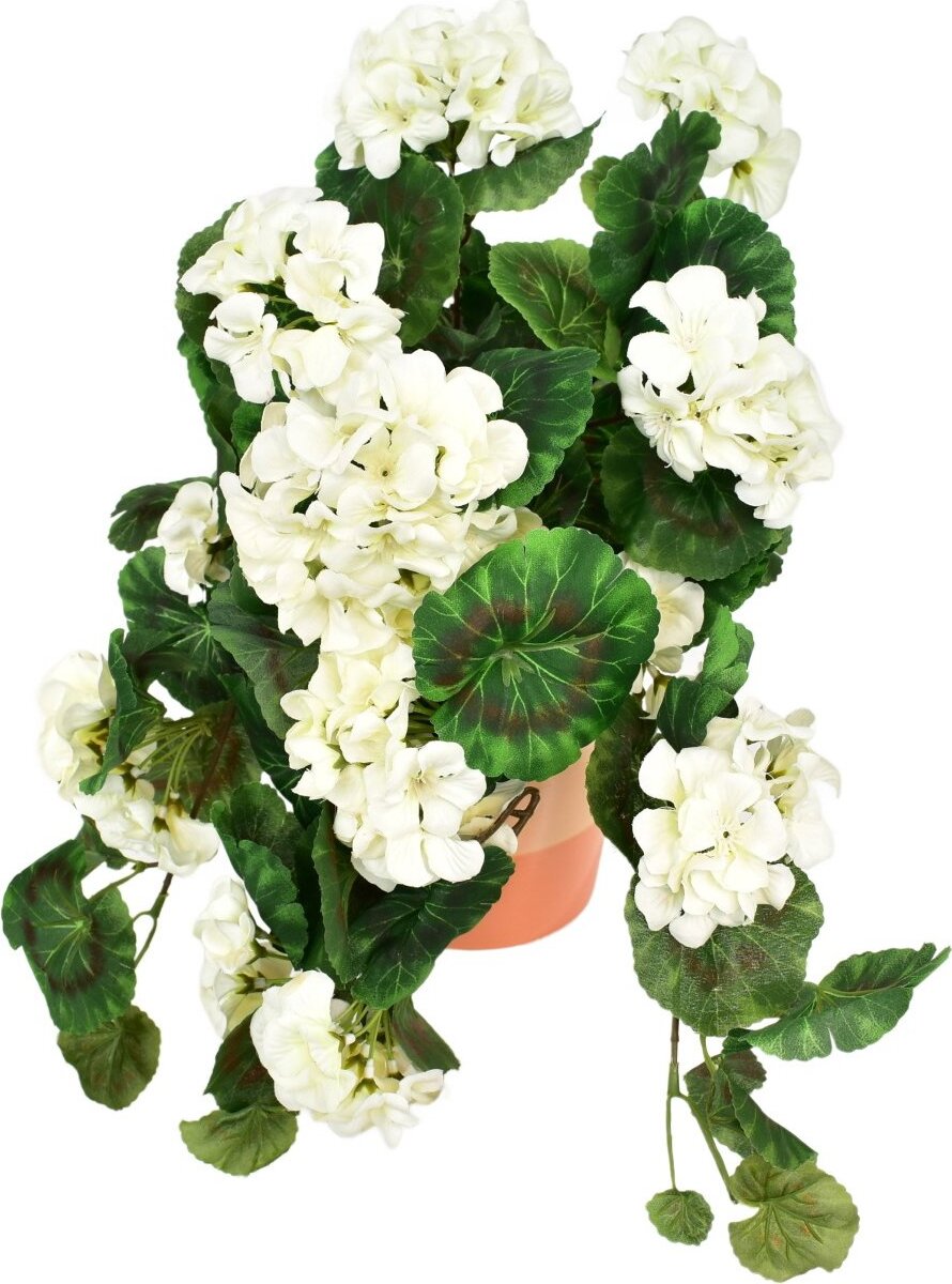 BerryHome Muškát previsnutý biely v keramickom kvetináči 50 × 35 cm