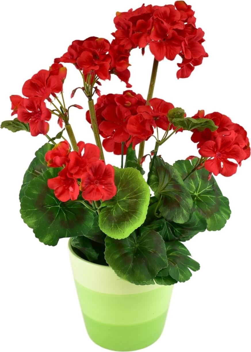 BerryHome Muškát v keramickom kvetináči 40 × 25 cm červený