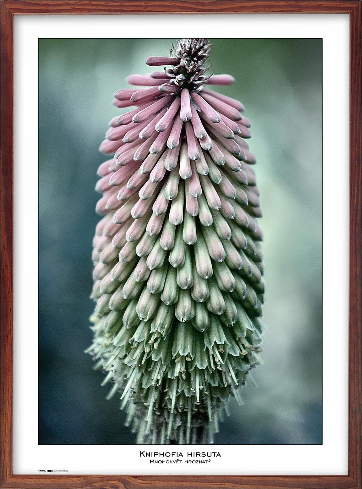 TRADAG Natura 50 x 70 hnedý